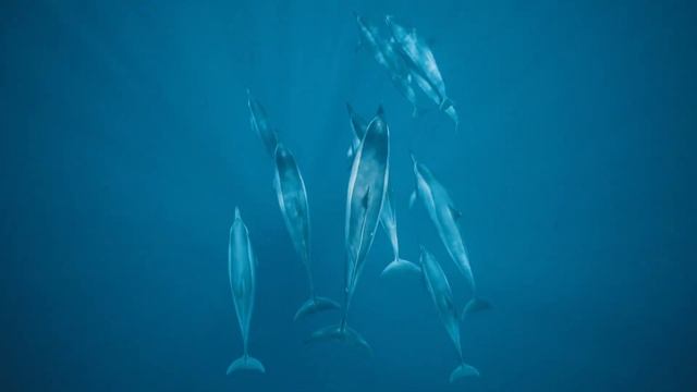 Stop Overthinking - Beautiful Relaxing Music for Stress Relief, Mindful Escapes, Calm Your Mind смотреть онлайн