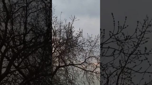 Летают огромные майские жуки.#shorts #короткие_видео смотреть онлайн