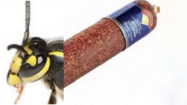 Оса колбаса