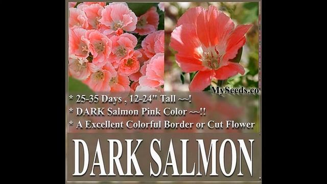 CLARKIA GODETIA DARK SALMON PINK, Clarkia amoena FLOWER SEEDS on www.MySeeds.Co смотреть онлайн