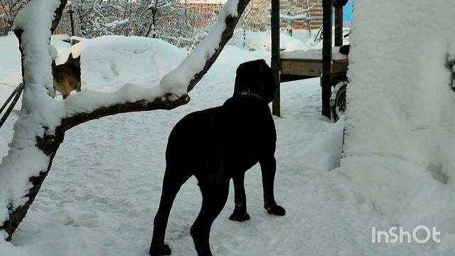 Как мы гуляем с собаками на своём участке. How do we walk our dogs on our property. смотреть онлайн