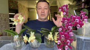 пересадка орхидеи в керамзит ЗАКРЫТАЯ СИСТЕМА