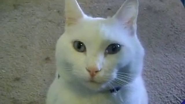 Cat attempts hypnotism смотреть онлайн