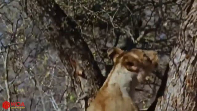 Удивительный Лев Поднимаемся Наверх Дерево, Чтобы Украсть Добычу У Леопарда | Леопарда Защищает Сбо смотреть онлайн