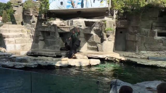 Feeding the sea lions! Морские львы. Кормление морских котиков. смотреть онлайн