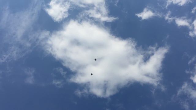 Первый полет птенцов 02.05.2016 смотреть онлайн