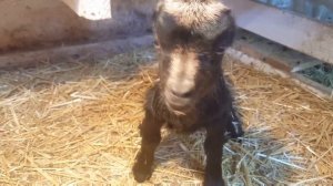 Козы ламанча.