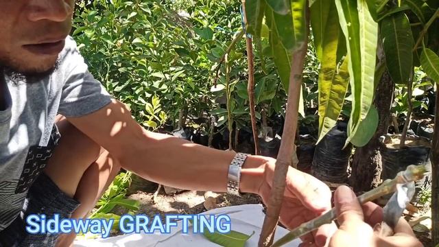 4 BASIC GRAFTING TECHNIQUES. TAGALOG TUTORIAL+TIPS . Gha Agri Tv смотреть онлайн
