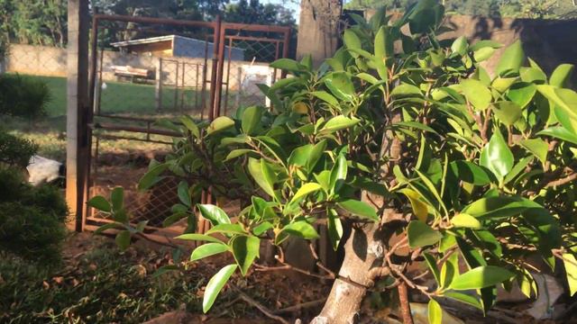 🍁 COMO ANALISAR A HARMONIA DE GALHOS do BONSAI 🍁万 смотреть онлайн