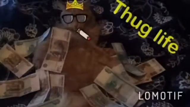 Thug life. Кот, который грызёт провода. смотреть онлайн