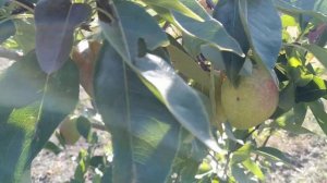 Груша сорт Наталка Кучерянка.Стрийская.Киргизская зимняя Ноябрьская..