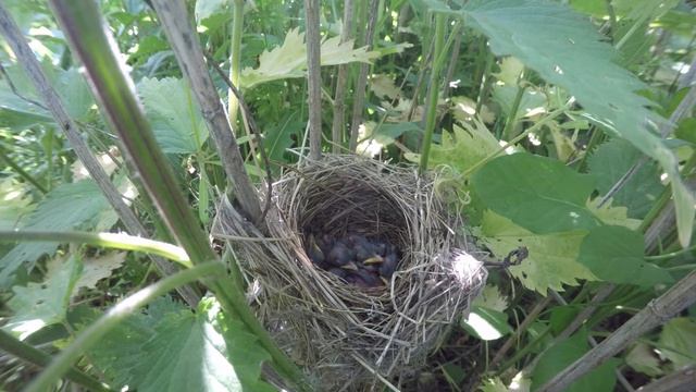 Гнездо Садовой камышовки 180606 5 с замурованным яйцом кукушки 0609 FHD50fps 1 6