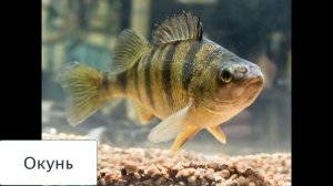 Окружающий мир 1 класс ч.1, тема урока "Кто такие рыбы", с.34-35, Школа России