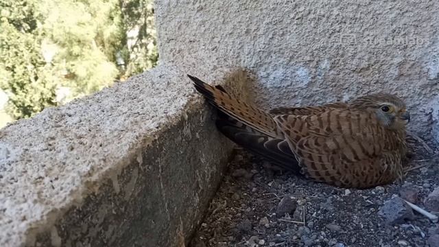 Common Kestrel nest | Гнездо сокола пустельги смотреть онлайн