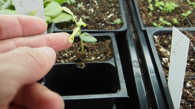 2021 Grow Room Ep2 смотреть онлайн