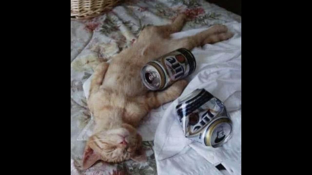 Водка Стоп 4 смотреть онлайн