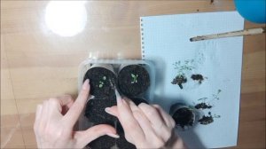 Ясколка из семян.