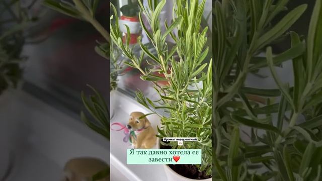 Лаванда узколистная. Черенки лаванды узколистной. Лаванда в горшке. смотреть онлайн