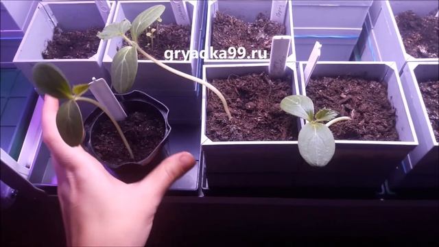 Домашний огород от магазина gryadka99 ru Дельта Парк 10 02 2017 смотреть онлайн