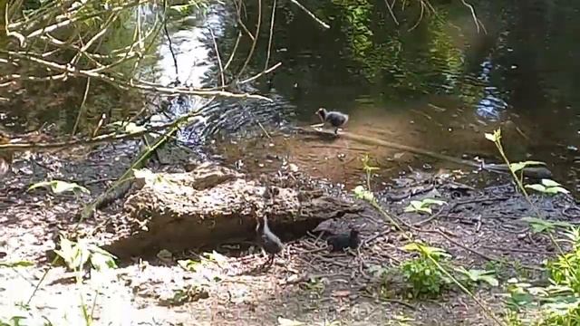 водяные курочки смотреть онлайн