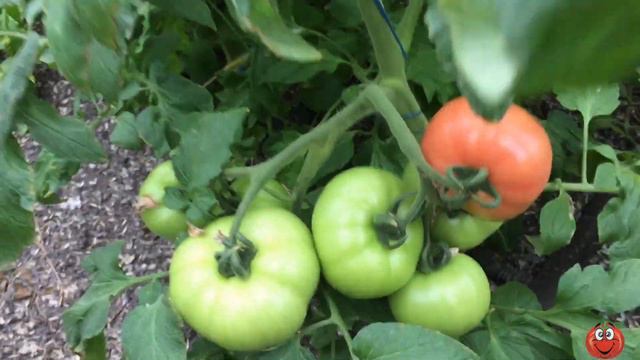 Начали созревать томаты и как подкармливать! смотреть онлайн