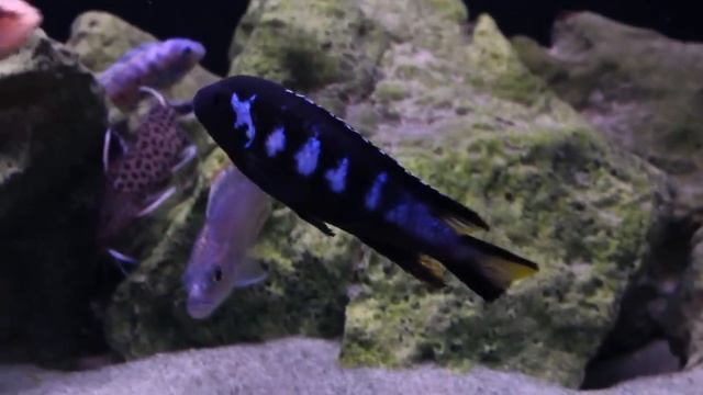 AFRICAN CICHLIDS | MY TOP 10 смотреть онлайн
