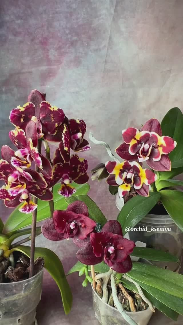 Восковые орхидеи: Brother Sara Gold×Sun Raise Red Proletariat, Yaphon Star Diamond ‘6602’, L-16 ? смотреть онлайн