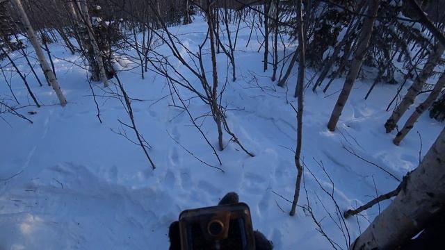 Что поймал объектив фотоловушки #suntek в ночном лесу? смотреть онлайн