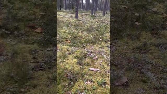 СБОР ГРИБОВ В КАРЕЛИИ 12.09.22. вторая серия смотреть онлайн