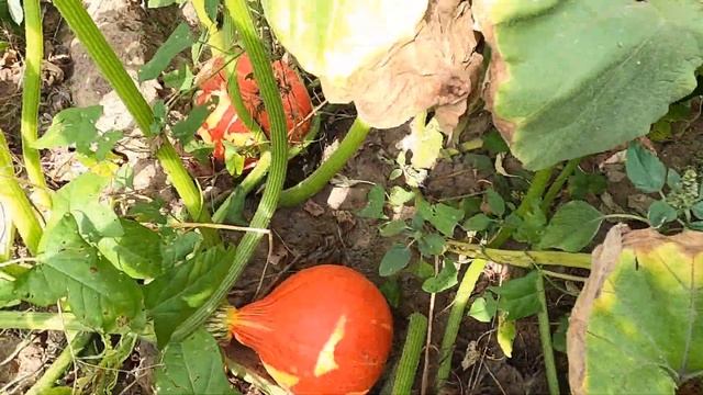 Тыква Каори Кури. Pumpkin Kaori Kuri. смотреть онлайн