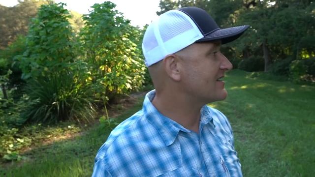 Grow Your Own Fertilizer? Grow Tithonia Diversifolia!