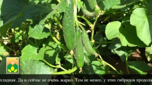 Авторские семена Агрофирмы Манул: F1 Волшебная флейта и F1 Батончики