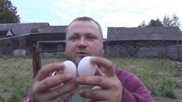 Итоги по курам! Кто лучше кросс или порода! Кого выбрать для получения яиц! Яйценоскость разных кур