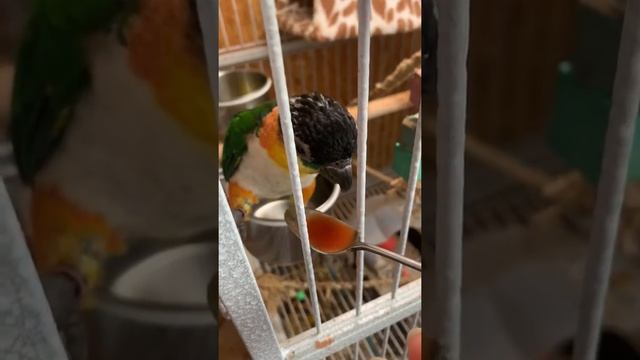 Черноголовый каик Киви смотреть онлайн