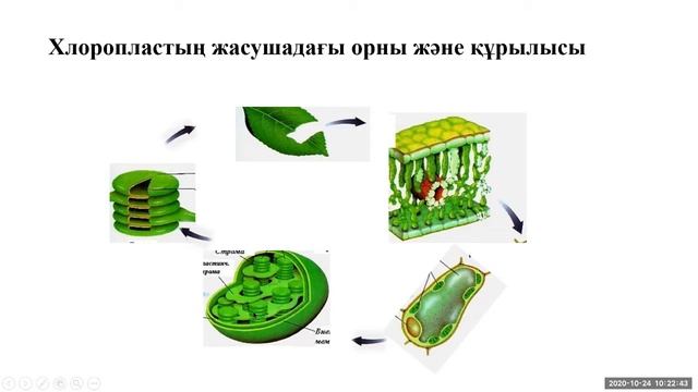 Талдықорған агро-техникалық колледжі Имандинова А.А. смотреть онлайн