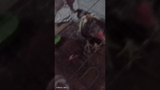 My first vlog Hs pet house and showing pets Like and subscribe and share смотреть онлайн
