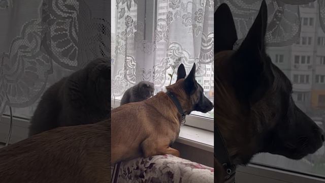 Кайман и кошка смотрят в окошко. Бельгийская овчарка малинуа #шортс #бельгийскаяовчарка #малинуа смотреть онлайн