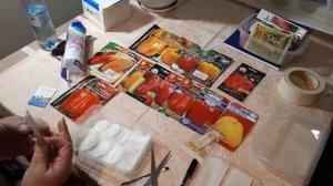 Проращивание семян перца с соком алоэ