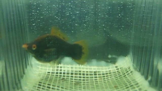 МЕЧЕНОСЕЦЧЕРНЫЙРОДЫ