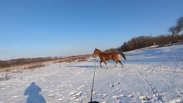 Безобразница. Кобыла будёновской породы, гордость Усадьбы "Старая мельница". Выставлена на продажу смотреть онлайн