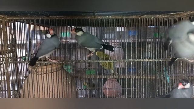 MashaAllah java progress, 2 pairs se 8 pairs bana liye.. смотреть онлайн