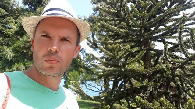 Какое растение называют "обезьяньей загадкой"? Араукария чилийская. смотреть онлайн