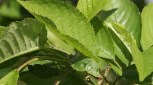 Татарский сборник песен №46