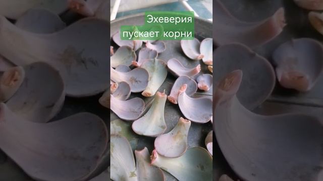 Размножение эхеверии смотреть онлайн
