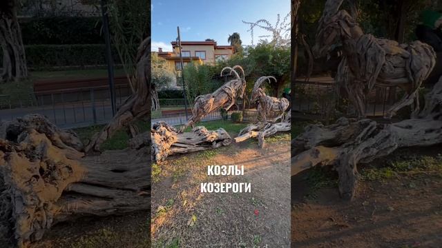 КОЗЛЫ КОЗЕРОГИ. АНТАЛЬЯ ТУРЦИЯ. январьь2023 смотреть онлайн