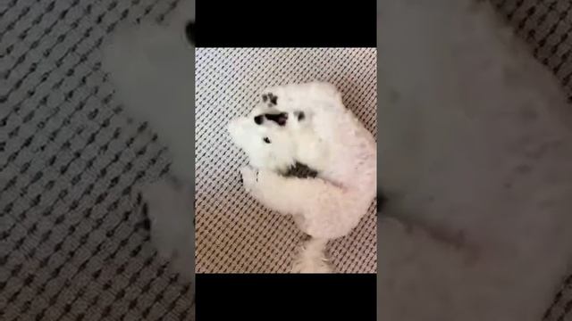 Бишон, одна из самых милых пород собак
смешные собаки
бишон фризе
Милый Бишон
порода бишон фризе смотреть онлайн