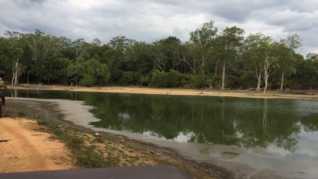 Safari at Udawalawe National Park, Sri Lanka. смотреть онлайн