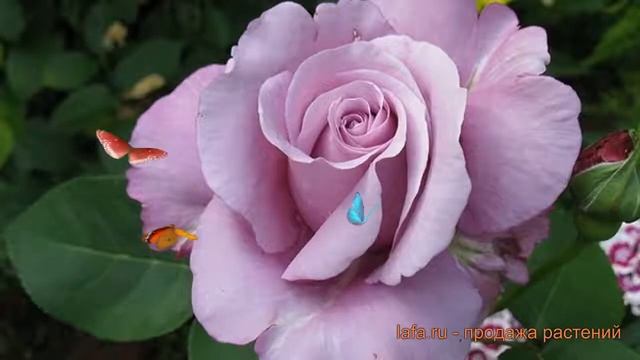 Роза чайно-гибридная Леди Икс (rose x domina) ? Леди Икс обзор: как сажать, саженцы розы Леди Икс смотреть онлайн