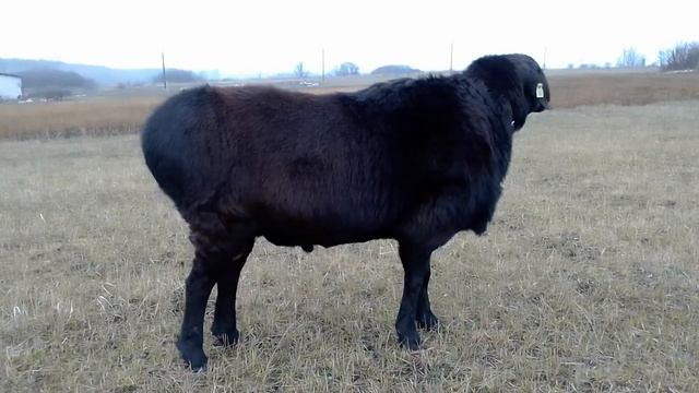 Гиссарский баран 4.5 года. смотреть онлайн