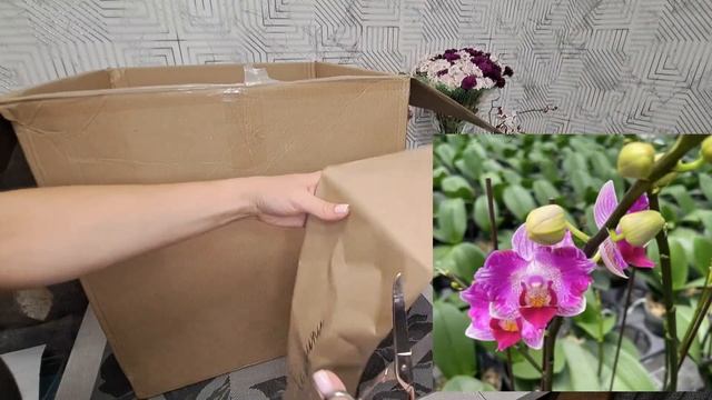 ? ДЕБЮТ ? октябрь 2023г смотреть онлайн